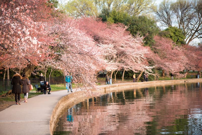 Washington DC Cherry Blossoms - March 22, 2016