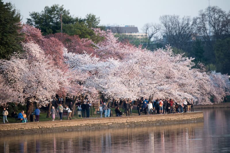 Washington DC Cherry Blossoms - March 24, 2016