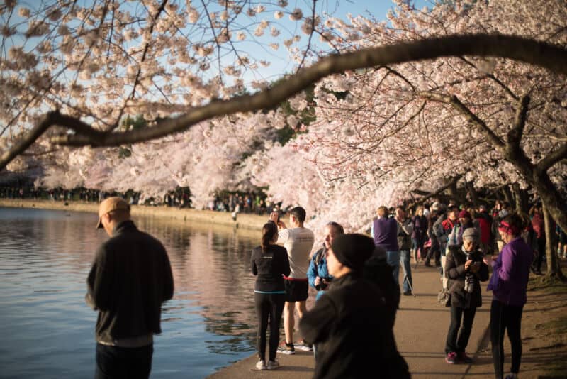 Washington DC Cherry Blossoms - March 26, 2016
