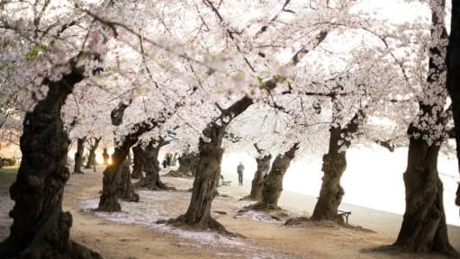 Photo of Washington DC Cherry Blossoms.
